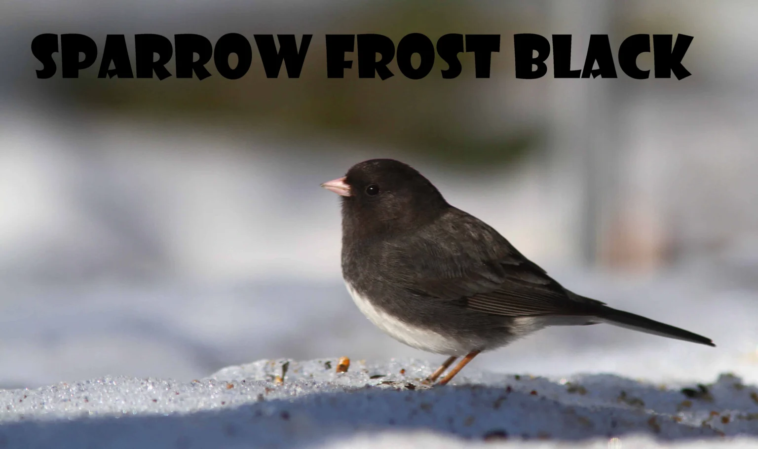 Sparrow Frost Black