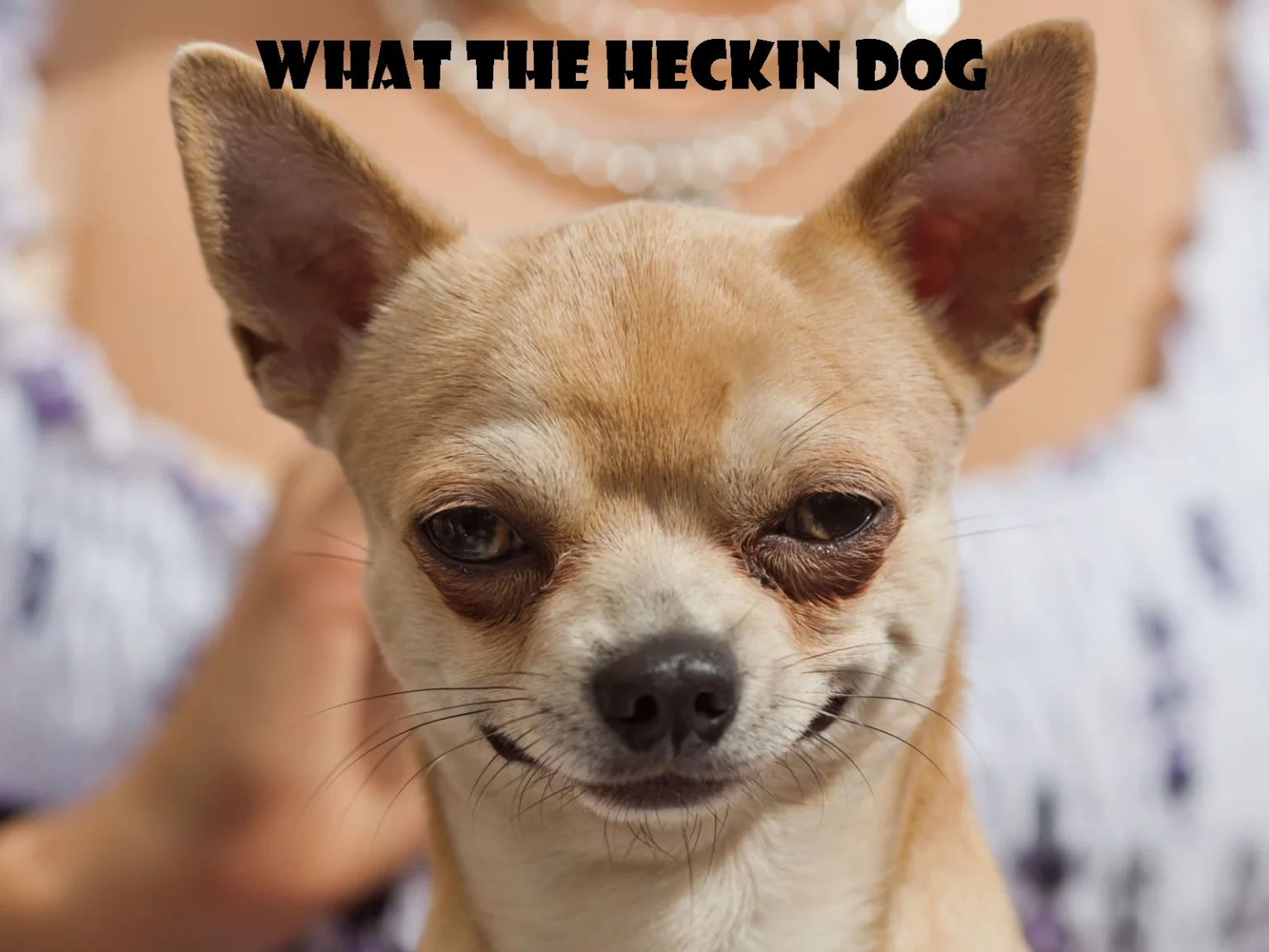 What the Heckin Dog